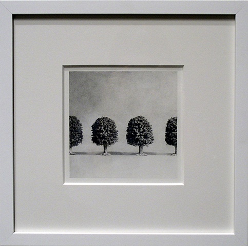 Untitled Trees (graphite drawing) 