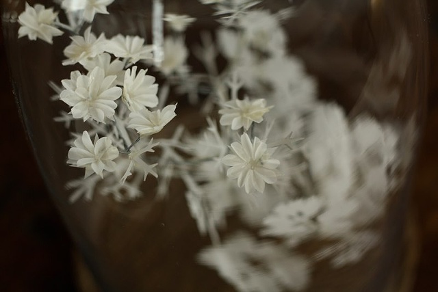Coriander (detail)
