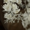 Coriander (detail)