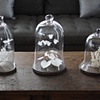 Bell Jars (at Outpost)