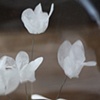 Cyclamen (detail)