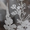 Coriander (detail)