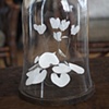 Cyclamen