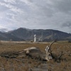 The Buck