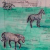 Horse Diagrams