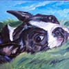 Kasay the Boston Terrier