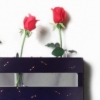 Roses are Blue