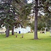 Lawn Deer
