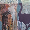 Struthio camelus