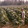 "My Father in the Fields"