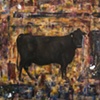 Marked Angus