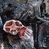 Oxtail on Politics