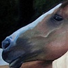 WRCA Horses