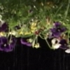 Pansies, Flowers for Julia (Video Still)