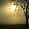 Spring Fog