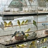 market birds.