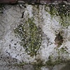 sea salt concrete.
