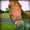 hamptons horse.