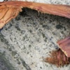 bark claw.