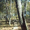 Monterubbio's Woods
