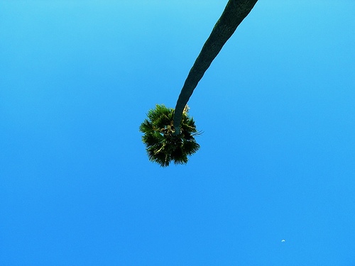 Moon Palm