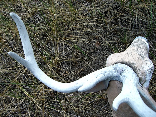 Bird Eye Deer