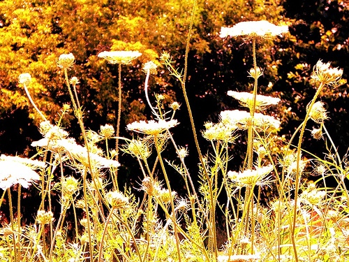 Golden Flowers