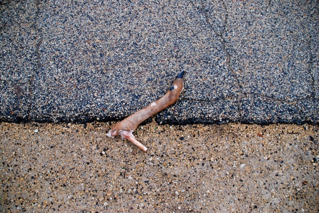 Deer Hoof