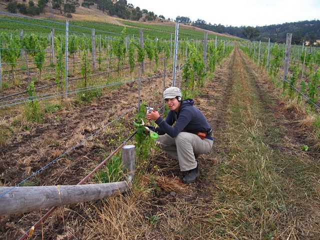 Frogmore Creek Vineyards