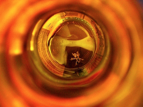BeeWare of the Bottle