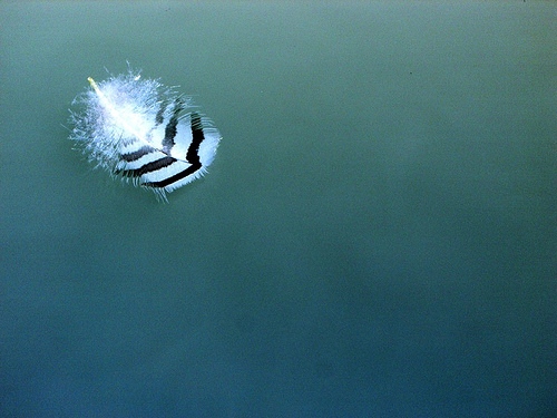Feather