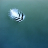 Feather