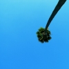 Moon Palm