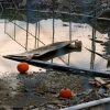 Where Pumpkins Go To Die