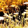 Golden Flowers
