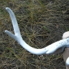 Bird Eye Deer