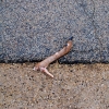 Deer Hoof
