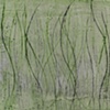 Green Solitude