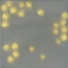 Yellow dots