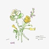 cabbage flower and friends
