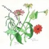 Julie's Zinnia's