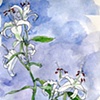 white lilies