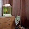 Goldfish