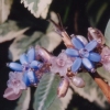 Elizabeth Barrettes - Blue