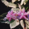 Elizabeth Barrettes - Pink
