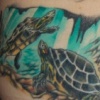 Turtles