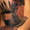 Hawk