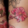 Cherry Blossoms 