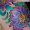 Water Lillies