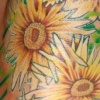 Daisies
